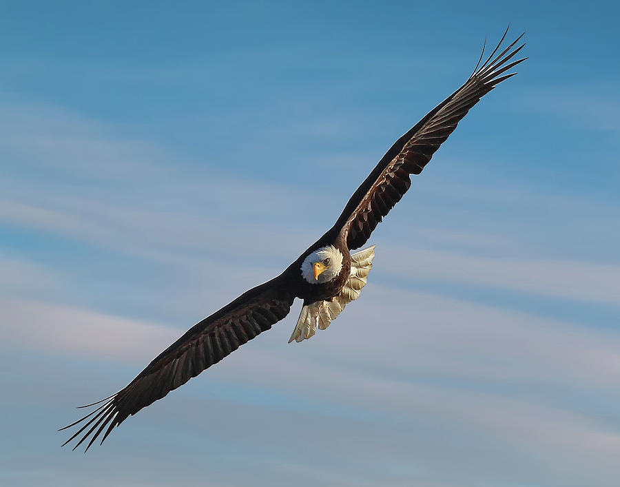 Soaring Eagle Photograph by Karl Mohr