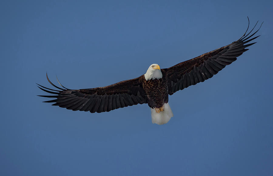 Soaring Eagle Photograph by Ray Congrove