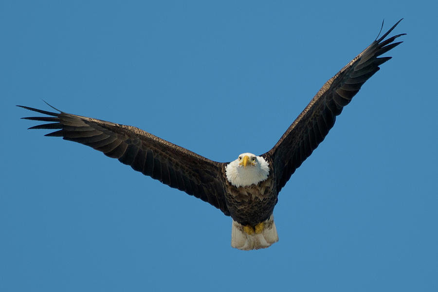Soaring Eagle Photograph by Steve Stuller