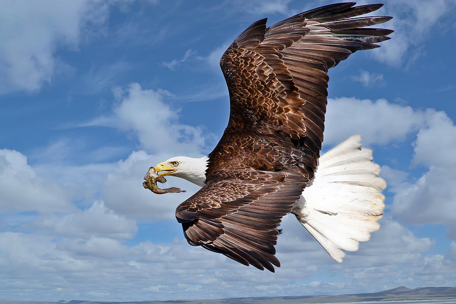 Soaring Eagle With Food Photograph by Athena Mckinzie