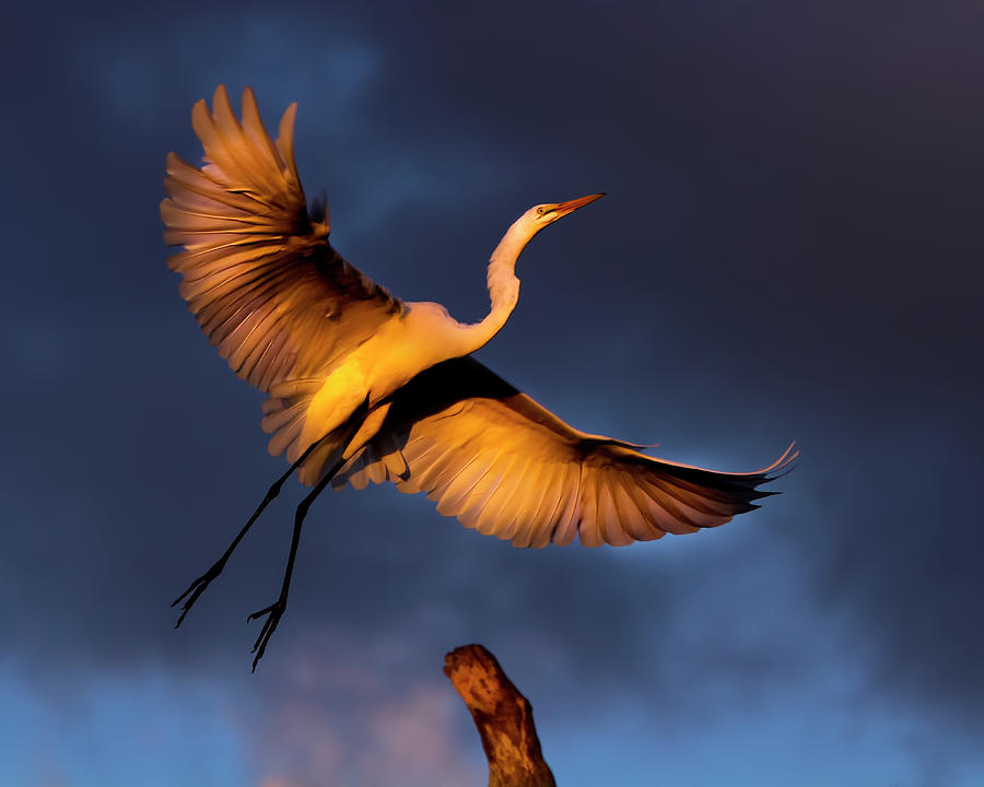 Soaring Egret at Sunset Photograph by Mark Andrew Thomas