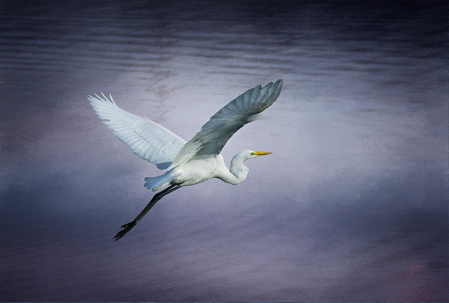 Soaring Egret Photograph by Morgan Wright