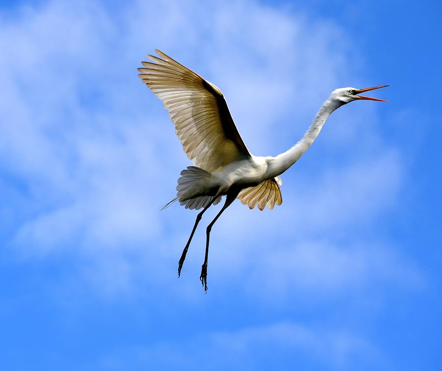 Soaring Egret  Photograph by Richard Bryce and Family