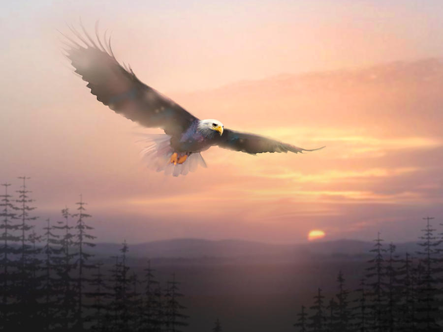Eagle Painting - Soaring Free by Paul Sachtleben