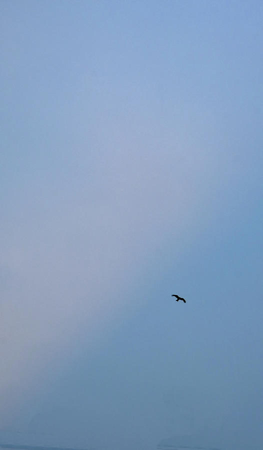 Soaring freedom Photograph by Kedar Munshi - Fine Art America