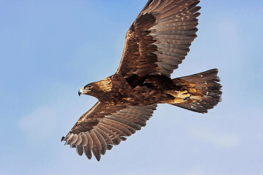 Soaring Golden Eagle Photograph by Mark Miller
