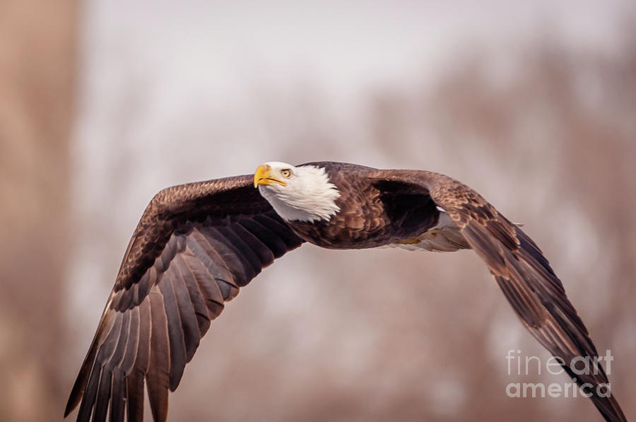 Soaring Gracefully Photograph by Jean Hutchison