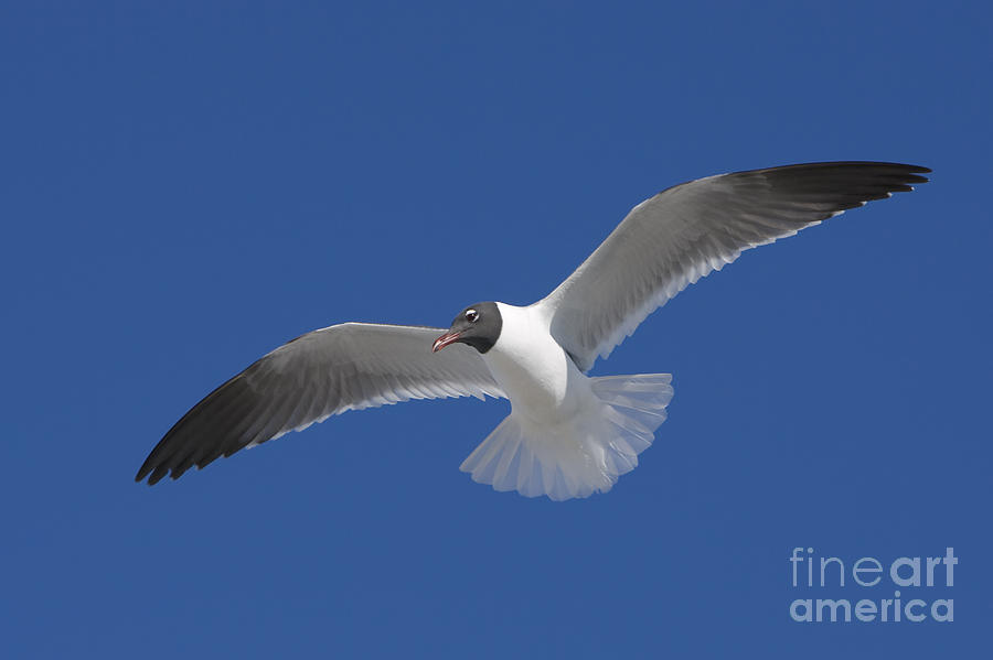 Soaring Gull Photograph by Clarence Holmes