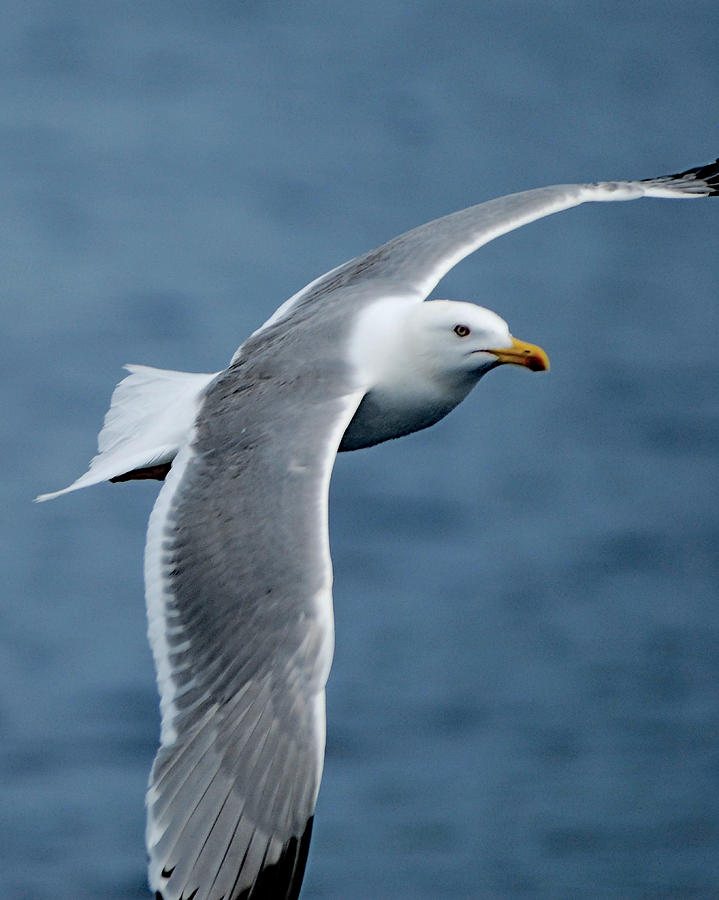 Soaring Gull Photograph by Don Wolf - Fine Art America