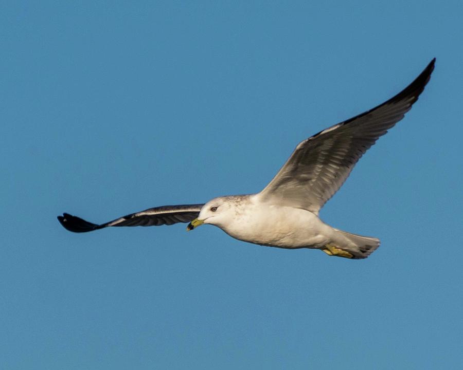 Soaring Gull Photograph by John Benedict