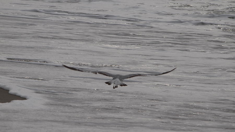 Soaring Gull Photograph by  Newwwman