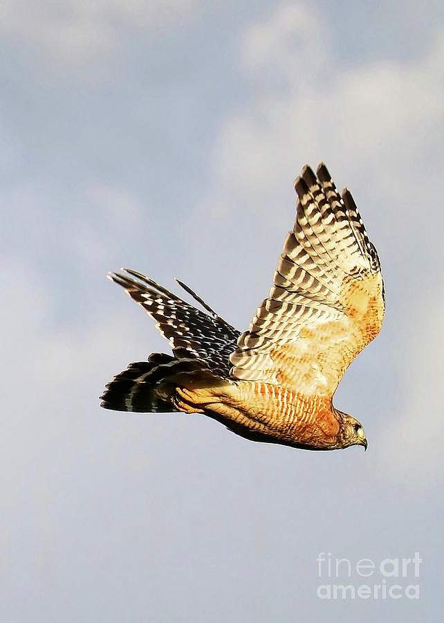 Soaring Hawk Photograph by Carol Groenen