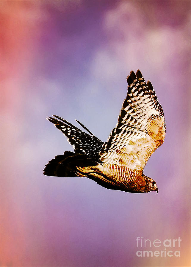 Soaring Hawk in Colorful Sky Photograph by Carol Groenen