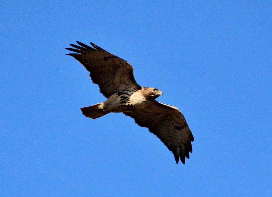 Soaring Hawk Photograph by Karen Silvestri | Fine Art America