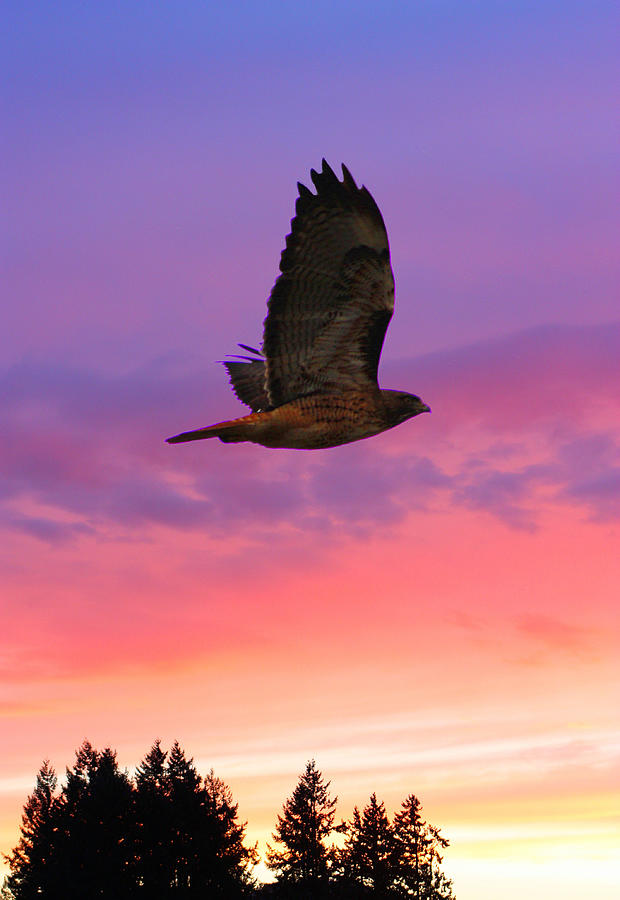 Soaring Hawk Photograph by Nick Gustafson