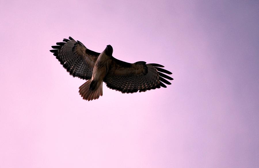Hawk Photograph - Soaring Hawk Purple Sky by Matt Quest