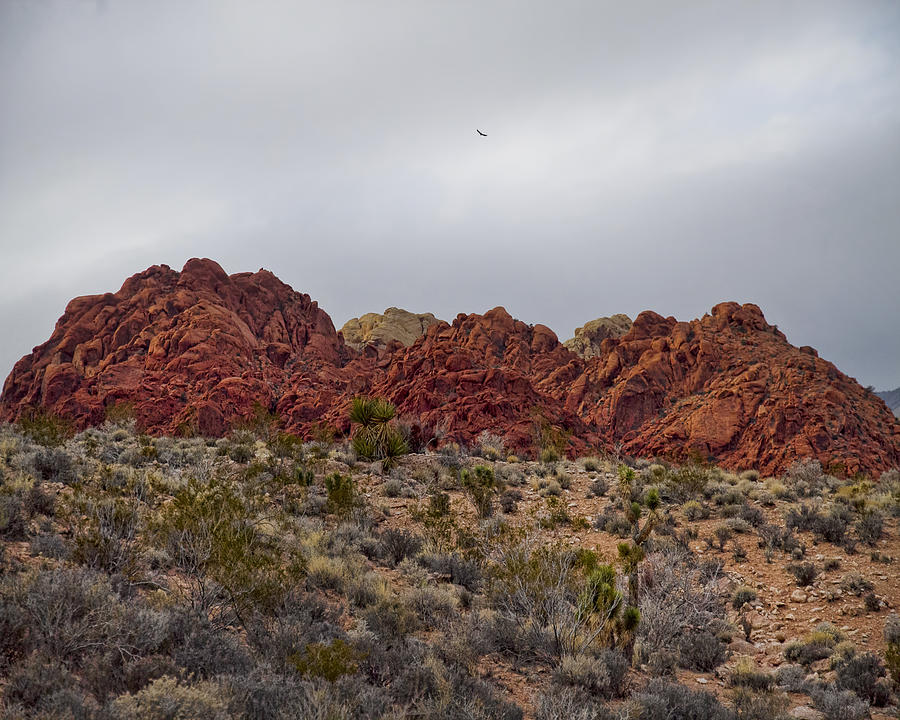 Soaring High Over Red Rock Canyon Photograph