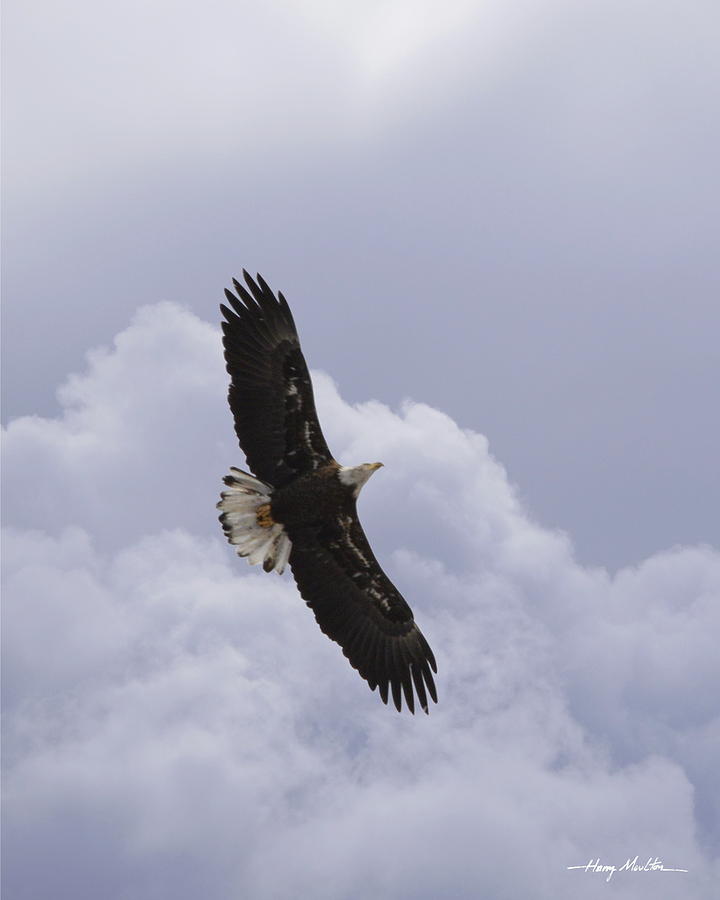 Soaring in the Clouds Photograph by Harry Moulton