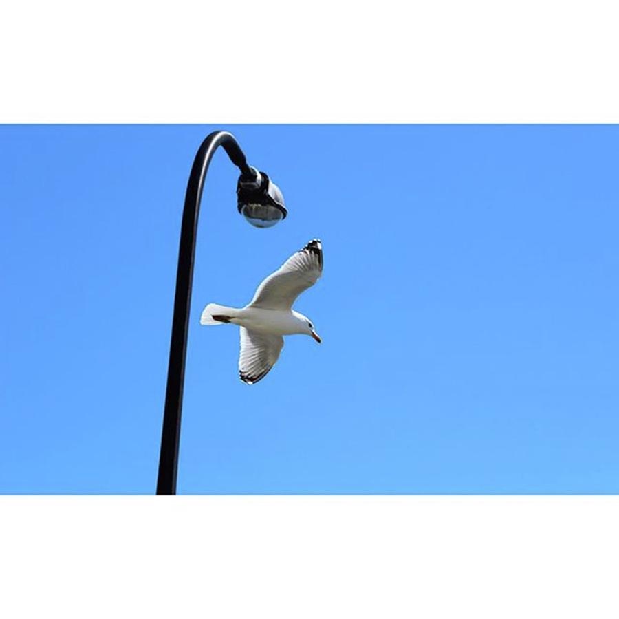 Seagull Photograph - Soaring Majestically In The Wind by Bryan Edwards