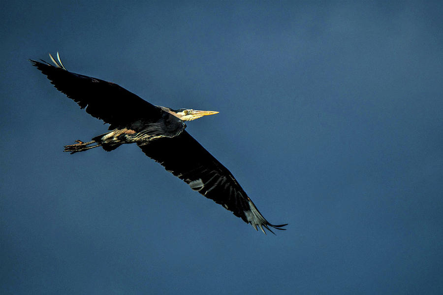 Soaring by Michael Potts Soaring by Michael Potts