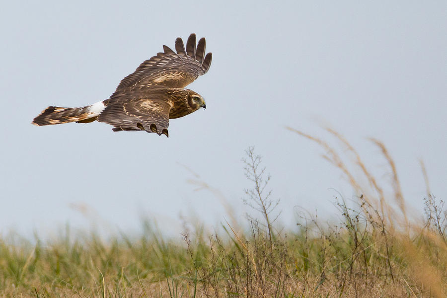 Hawk Photograph - Soaring Northern Harrier Hawk by Jens Lambert