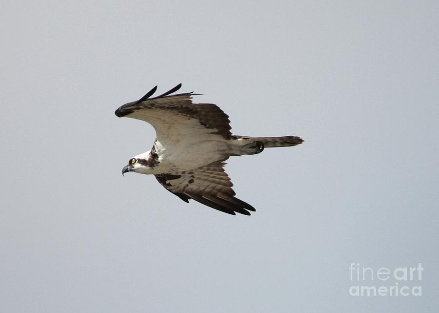 Soaring Osprey Photograph by Carol Groenen