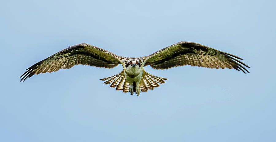 Soaring Osprey Eyes Photograph by Jerry Cahill