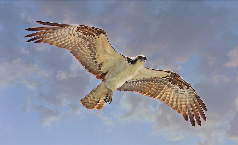 Soaring Osprey Photograph by HH Photography of Florida