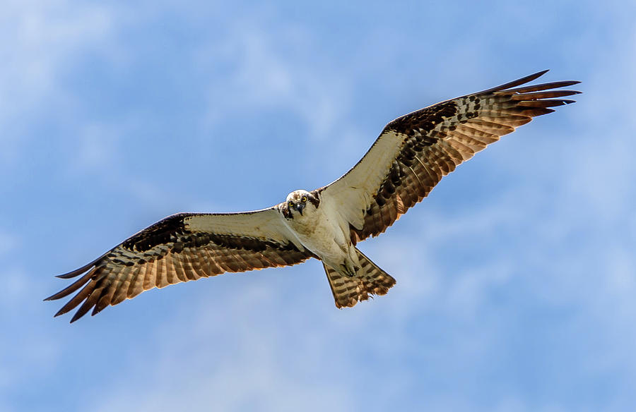 Soaring Osprey Photograph by Jerry Cahill
