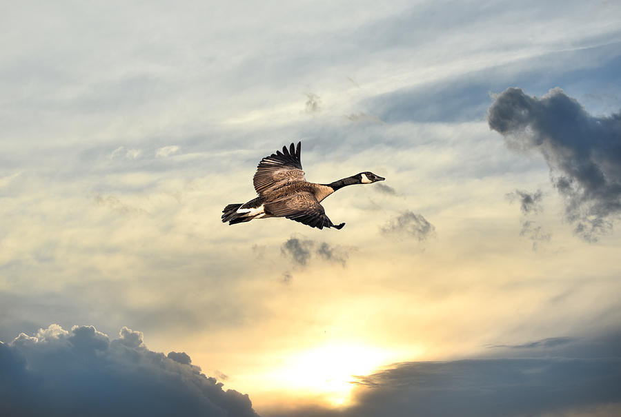 Soaring over a Sunset Photograph by Patrick Wolf