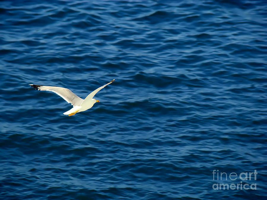 Soaring over the Mediterranean Photograph by Sue Melvin