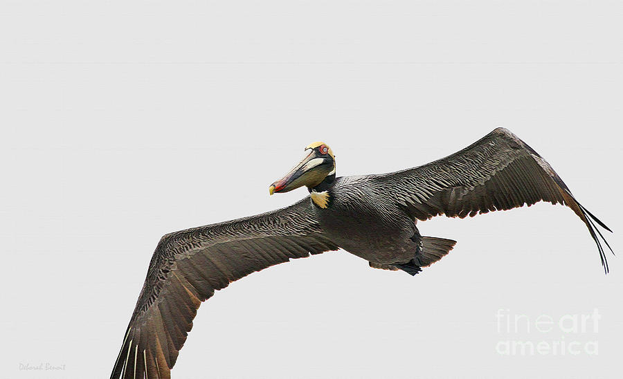 Soaring Pelican Beauty Photograph by Deborah Benoit