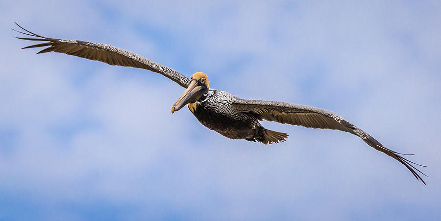 Soaring Pelican Photograph by Gregory Daley  MPSA