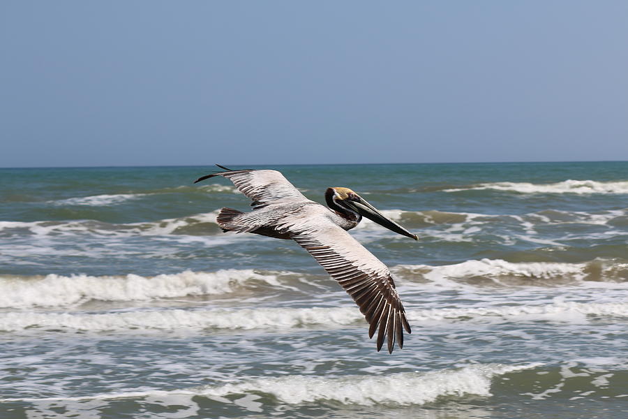 Soaring Pelican  Photograph by Christy Pooschke