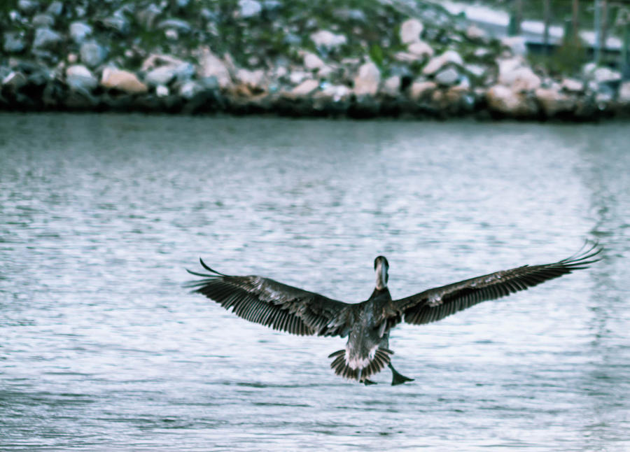 Soaring Pelican Photograph by Debra Forand