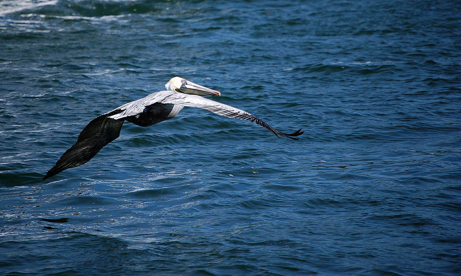 Soaring Pelican Photograph by Donna Proctor