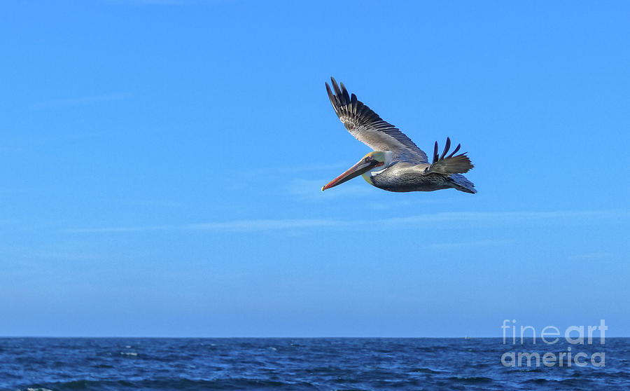 Soaring Pelican Photograph by Robert Bales