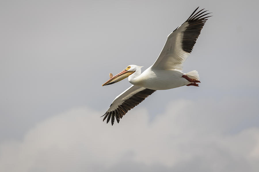 Soaring Pelican Photograph by Thomas Young