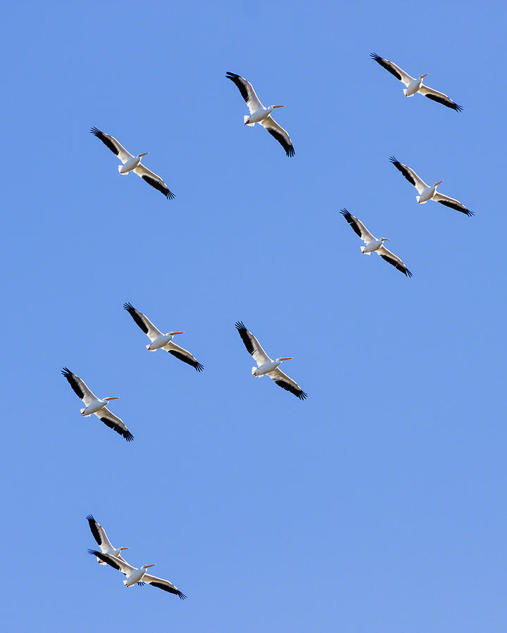 Soaring Pelicans Photograph by Dawn Currie
