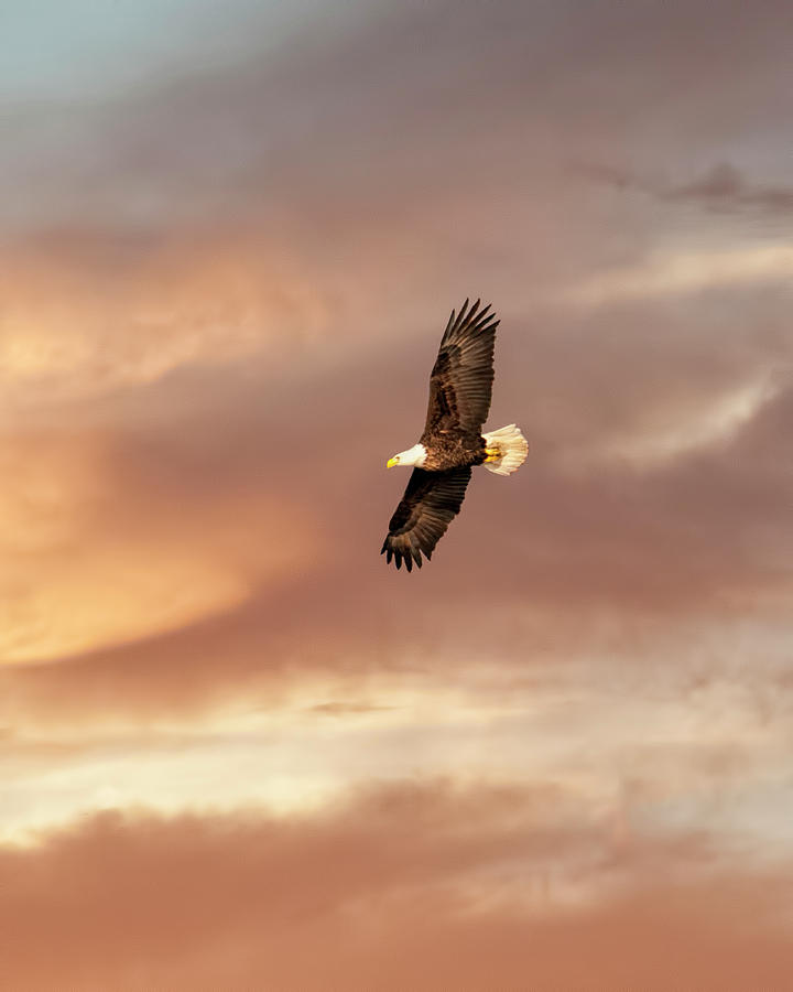 Eagle Photograph - Soaring by Phyllis Taylor