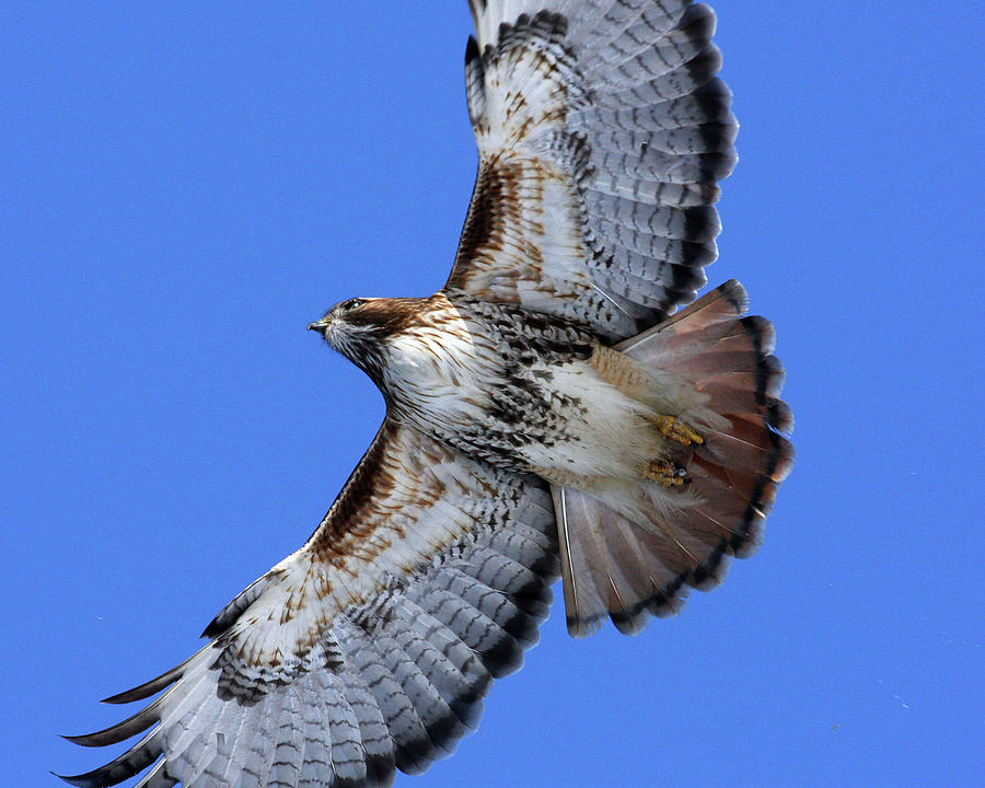 Soaring Red-Tail Photograph by Doris Potter