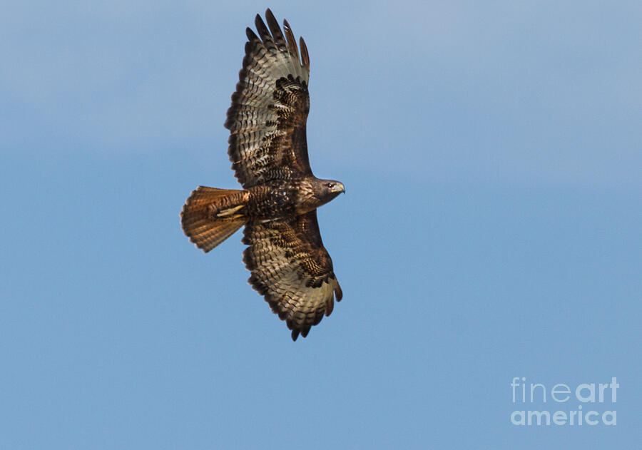 Hawk Photograph - Soaring Red Tail Hawk by Robert Bales
