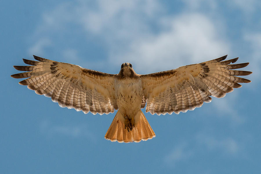 red tailed hawk flying