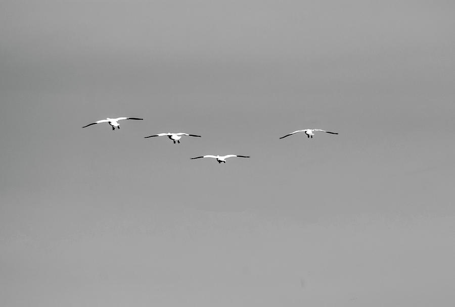 Gliding Photograph by Richard Verkuyl