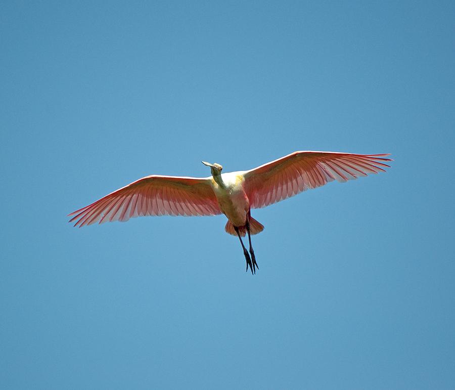 Soaring Roseate Spoonbill Photograph by Kenneth Albin