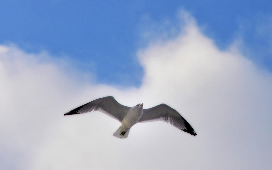 Soaring Seagull Photograph by Bill Cannon
