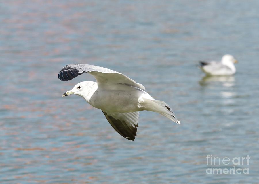Soaring Seagull Photograph by Carol Groenen