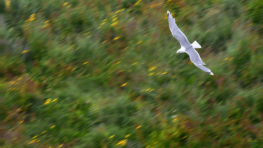 Soaring Seagull Photograph by Joe Bonita