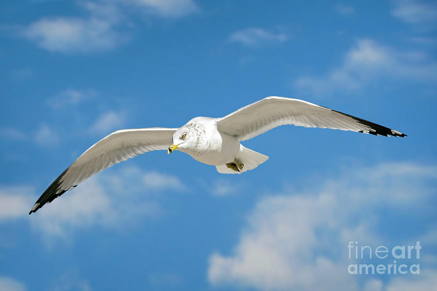 Soaring Seagulls Photograph by Karen Jorstad