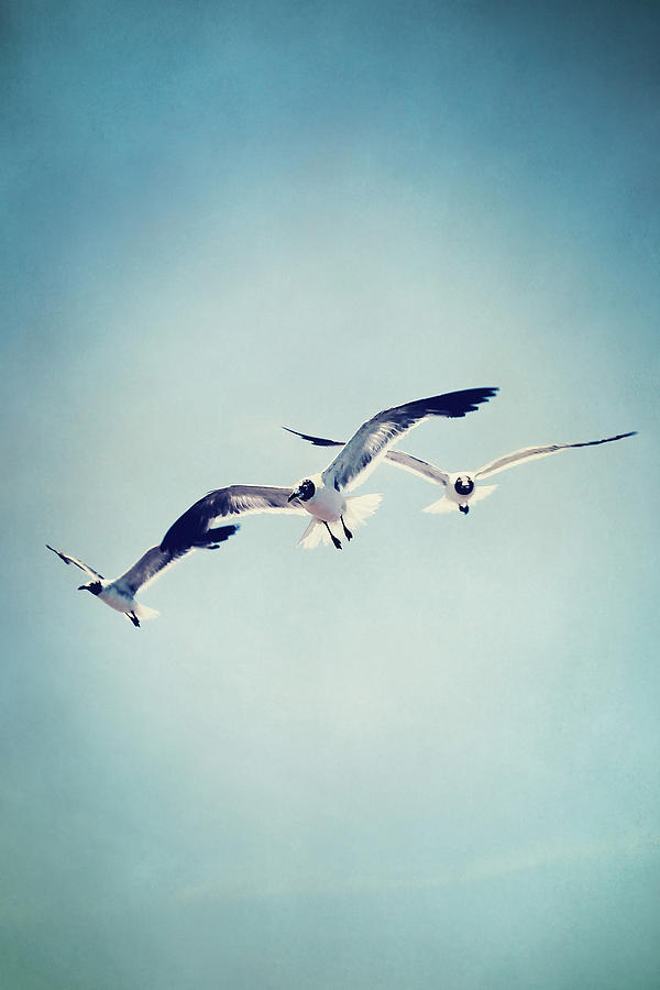 Bird Photograph - Soaring Seagulls by Trish Mistric